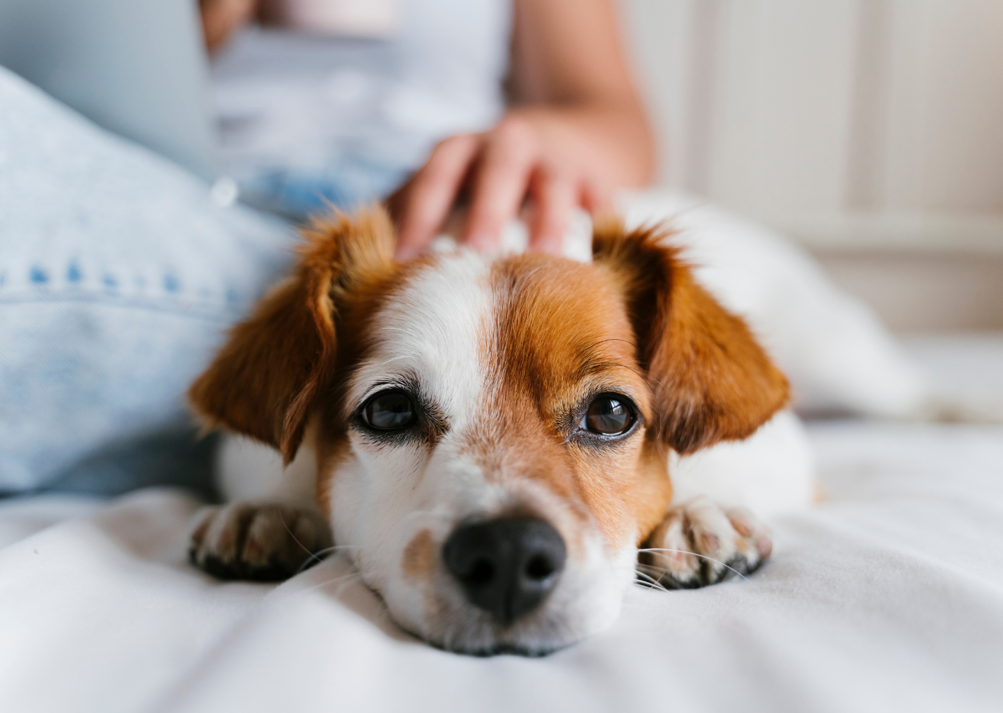 Happy pet care ecosystem